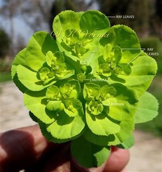   Inflorescence-Pseudoumbel